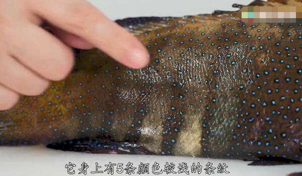 斑点九棘鲈：漂亮且美味的中型石斑鱼（体色会不断变化）(图3)