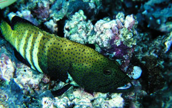 斑点九棘鲈：漂亮且美味的中型石斑鱼（体色会不断变化）(图5)