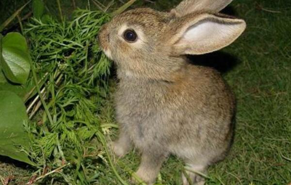 海南兔：中国体型最小的野兔（体长不到40厘米）(图2)