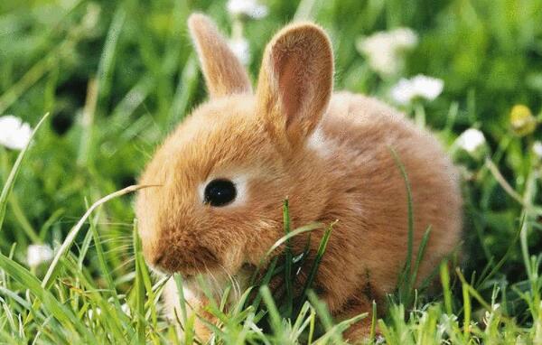 海南兔：中国体型最小的野兔（体长不到40厘米）(图3)
