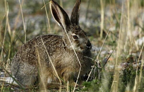 海南兔：中国体型最小的野兔（体长不到40厘米）(图4)