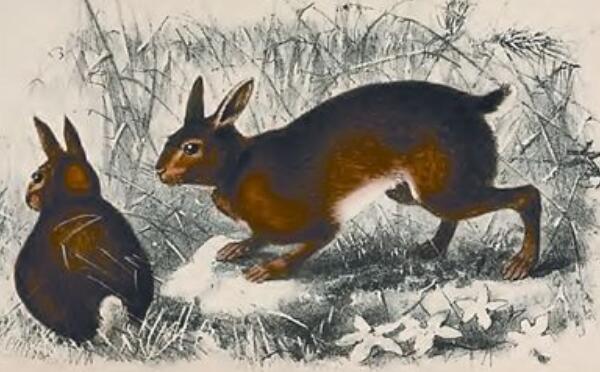 海南兔：中国体型最小的野兔（体长不到40厘米）(图5)