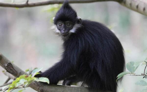 黑叶猴是几级保护动物，一级（全身黑色脸颊有白毛）(图1)