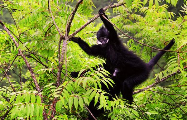 黑叶猴是几级保护动物，一级（全身黑色脸颊有白毛）(图5)