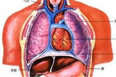 人体器官结构图五脏六腑肾的位置 五脏六腑有不同的作用
