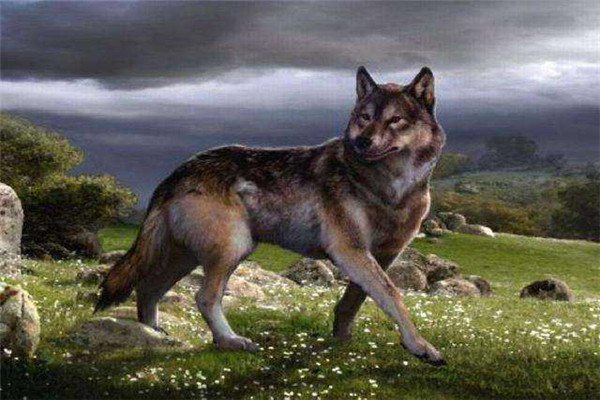 恐狼：被称之为最有希望复活的物种之一（可能重返地球）插图2