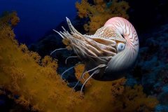 巨型鹦鹉螺：体长可达11米 身体具有一定伸缩性