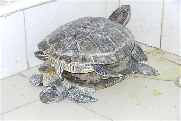 巴西龟能长多大图片图片