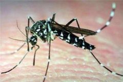 世界上最小的蚊子 墨蚊体长只有1毫米左右（不易察觉）