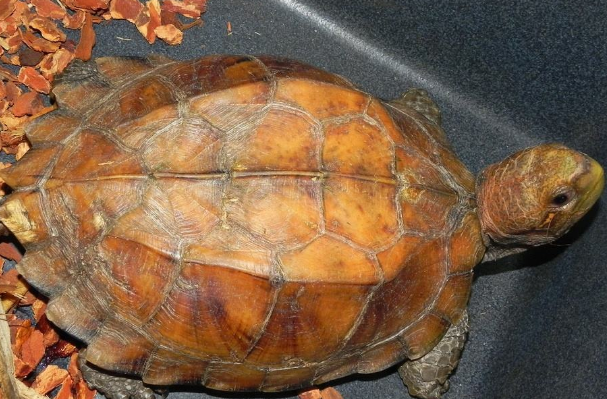 野生八角龟图片