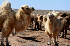 澳大利亚射杀骆驼是真的吗?真的，理由荒唐(恶性循环)