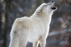 世界上最漂亮的狼：纽芬兰白狼排名第一(中国狼排第十)