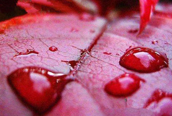 血雨是什么？竟是雨中混入红色尘土