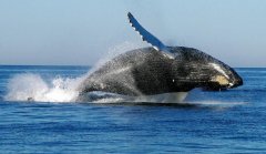 鲸鱼是一种哺乳动物，它的奶能不能让人喝（鲸鱼哺育）