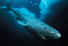 一种鲨鱼活在北方寒冷水域，可以活五百多岁（格陵兰鲨）
