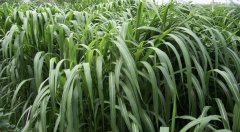长相酷似甘蔗，不用灌溉也可以自然生长（皇竹草）