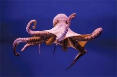 章鱼的基因极其复杂，或不是地球生物，它们究竟来自哪里？
