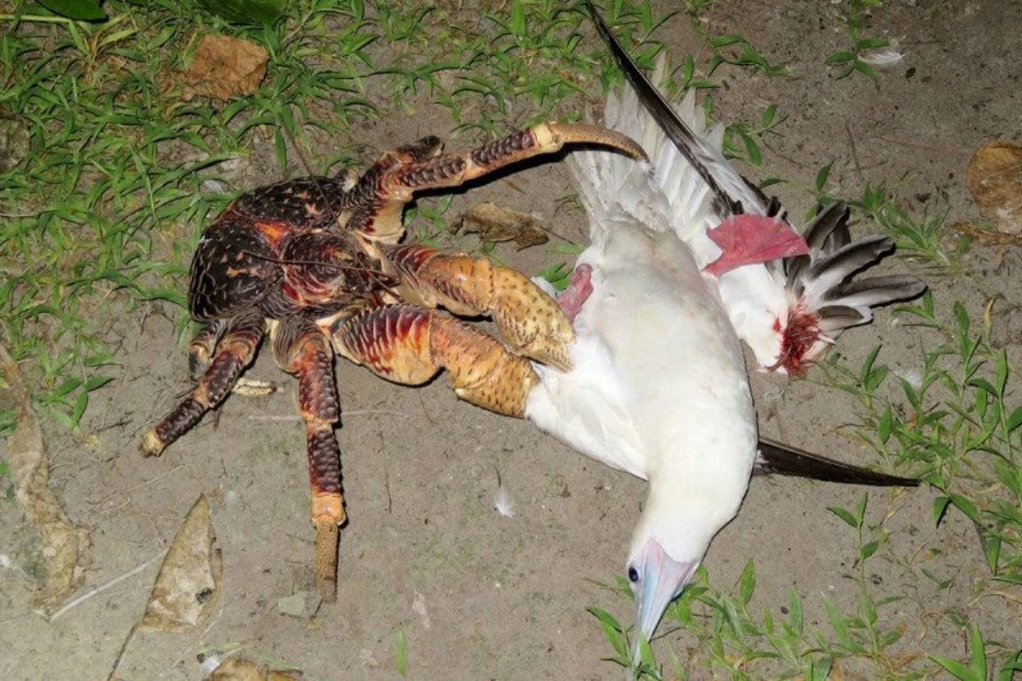 基隆嶼罕見保育類椰子蟹現蹤 生態專家呼籲勿干擾 | 生活 | 中央社 CNA