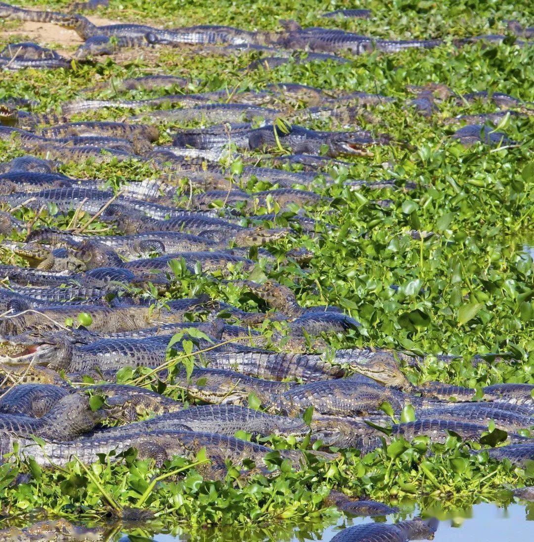 亚马逊河中的“水中狼群”，巨獭敢于捕食鳄鱼，还敢硬怼美洲豹 - 知乎