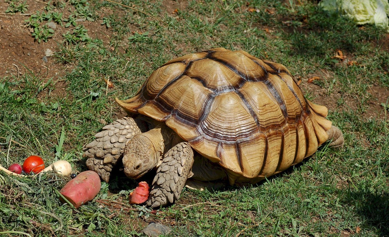 苏卡达陆龟养成记 十年前捡到的巨龟 带来了难以想象的影响-大华故事-大华故事-哔哩哔哩视频