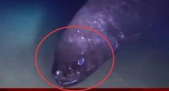 日本发现奇怪鱼类，是不是受到核辐射的影响？（核辐射变异）