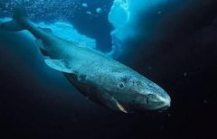 活到500岁的鲨鱼，直接颠覆人类认知（长寿鲨鱼）