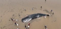海岸上发现抹香鲸搁浅，它是怎么来的？（鲸鱼死亡）