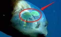 美国西海岸发现外星鱼类，生物学家都表示没见过（罕见鱼类）