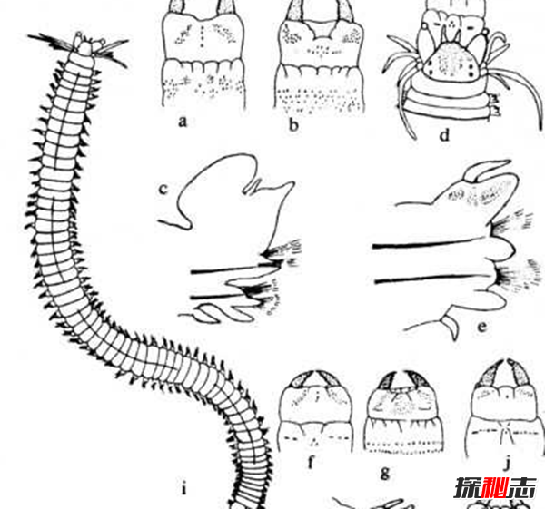 有史以来最小脑部是多小?谁的脑袋?