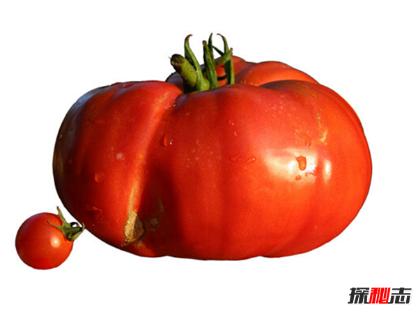 最大的西红柿有多少斤?揭秘世界上最大的西红柿(附图)