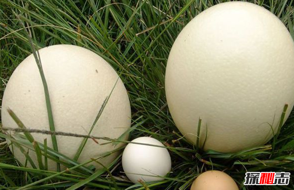 鸵鸟蛋最大有多重?揭秘世界上最大的鸵鸟蛋