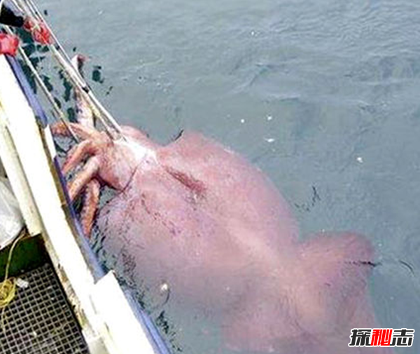 世界上最大的无脊椎动物：能与巨鲸搏斗