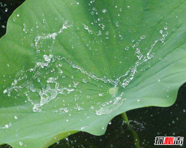 荷叶不湿的秘密：荷叶的防水和自洁之谜