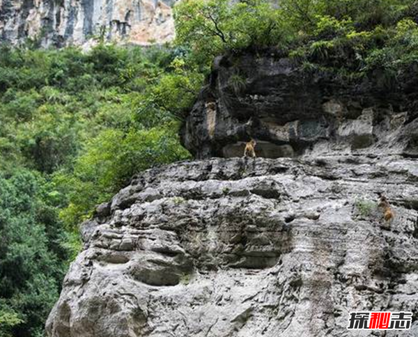 三峡中猿鸣的作用?揭三峡猿啼之谜