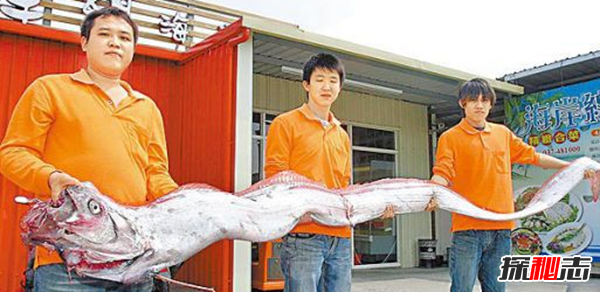 世界最长的鱼是什么鱼?经常被误认为海蛇或龙