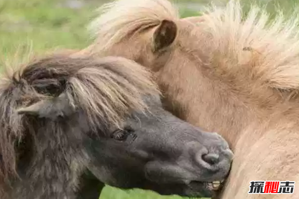世界十大最受欢迎的马种,微型马寿命长达50年