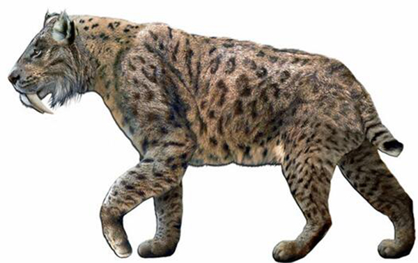 猎豹的祖先是什么动物?该动物有哪些特别之处(图1)