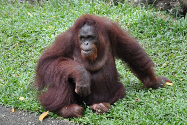 婆罗洲猩猩：体型仅次大猩猩的灵长类(最爱吃榴莲)插图