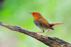 日本歌鸲:形似麻雀的鲜艳鸟类(拥有悦耳的歌喉)