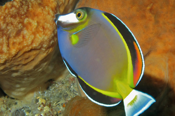 透明刺尾鱼图片