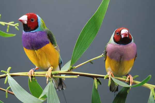 七彩文鸟:世界上最多彩的鸟(彩虹披身/背色达6种)