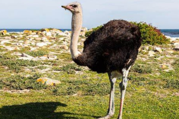 世界上体型最大的鸟图片