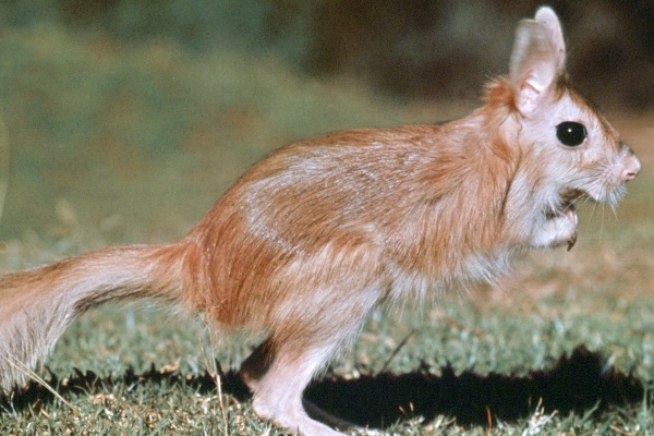 跳兔的体型相比普通的兔子大很多,体长普遍可达35