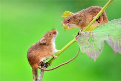 刺巢鼠：一种喜欢打造超大巢穴的生物（巢穴直径达1米）