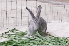 粗毛兔：体型和普通兔子大不相同,耳朵更短比较活跃