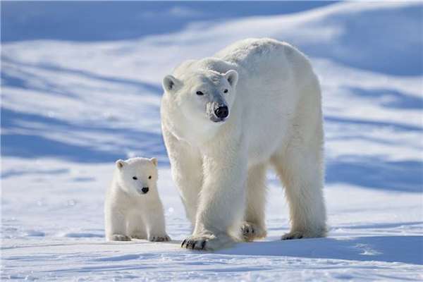 北极熊 一种北极特有的动物 目前生存有危险 探秘志手机版