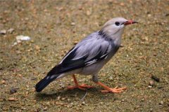 北椋鸟：体型娇小的一种鸟类（羽毛光泽比较差）