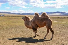 骆驼：沙漠中的交通工具（驼峰能够起到储存能量作用）