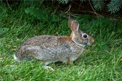 东部棉尾兔：属于一种哺乳动物（体型比较娇小）