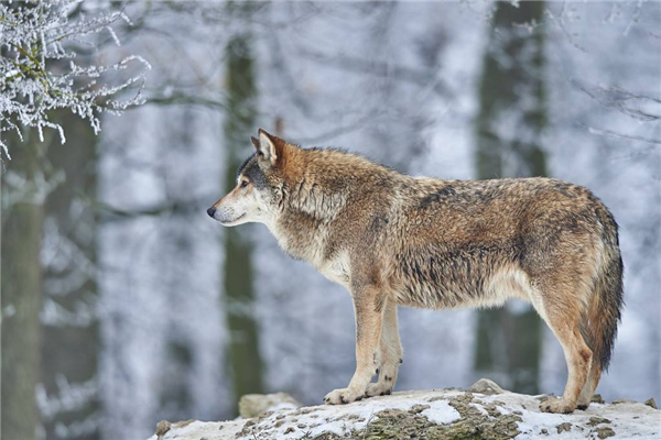 东加拿大狼 身体长度1 7m尾巴48cm长 雌性比雄性重 探秘志